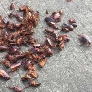 天氣變冷蟑螂都藏到哪去了呢？
