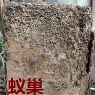 別墅墻體挖出超大白蟻巢?。?！